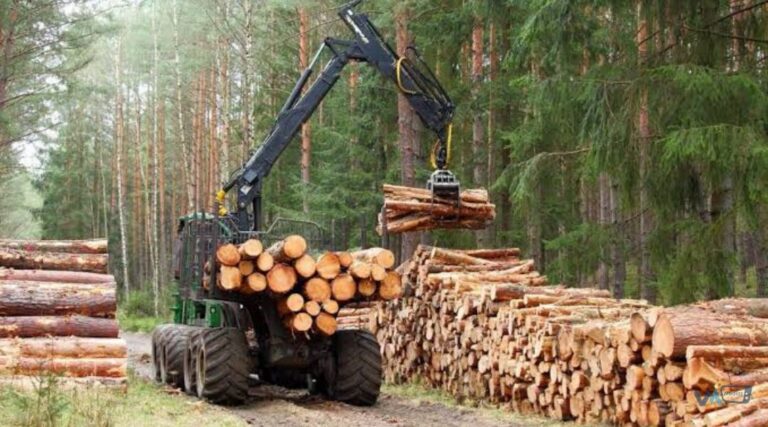 FORÊTS : UNE NOUVELLE AGENCE POUR CONTRÔLER LES EXPORTATIONS DE BOIS