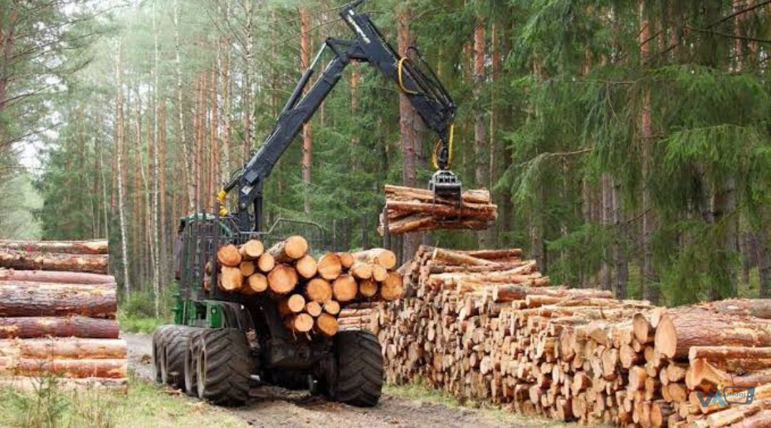 FORÊTS : UNE NOUVELLE AGENCE POUR CONTRÔLER LES EXPORTATIONS DE BOIS